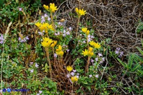 Petrosedum amplexicaule subsp. anomalum (Borracina amplessicaule)