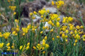 Petrosedum amplexicaule subsp. anomalum (Borracina amplessicaule)