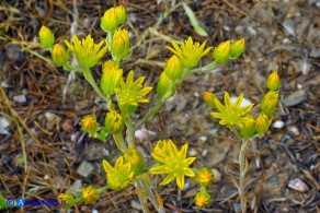 Petrosedum amplexicaule subsp. anomalum (Borracina amplessicaule)