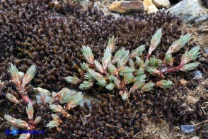 Petrosedum amplexicaule subsp. anomalum (Borracina amplessicaule)