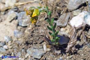 Petrosedum amplexicaule subsp. anomalum (Borracina amplessicaule)