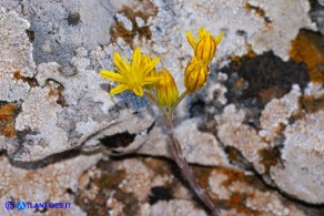 Petrosedum amplexicaule subsp. anomalum (Borracina amplessicaule)