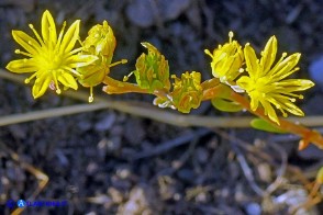 Petrosedum amplexicaule subsp. anomalum (Borracina amplessicaule)