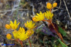 Petrosedum amplexicaule subsp. anomalum (Borracina amplessicaule)