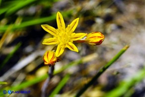 Petrosedum amplexicaule subsp. anomalum (Borracina amplessicaule)