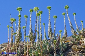 Petrosedum sediforme subsp. sediforme (Borracina di Nizza)