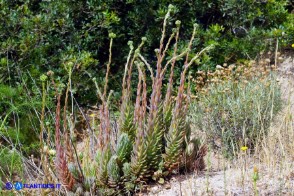 Petrosedum sediforme subsp. sediforme (Borracina di Nizza)