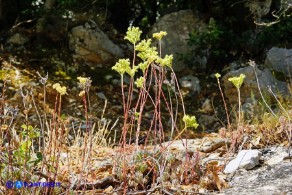 Petrosedum sediforme subsp. sediforme (Borracina di Nizza)