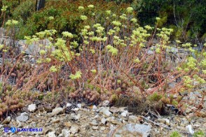 Petrosedum sediforme subsp. sediforme (Borracina di Nizza)