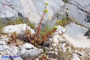 Petrosedum sediforme subsp. sediforme (Borracina di Nizza)