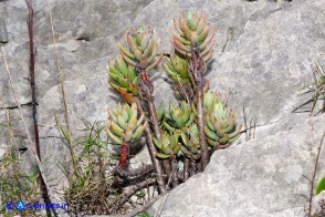 Petrosedum sediforme subsp. sediforme (Borracina di Nizza)