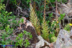 Petrosedum sediforme subsp. sediforme (Borracina di Nizza)