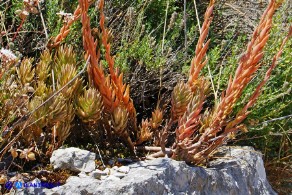 Petrosedum sediforme subsp. sediforme (Borracina di Nizza)