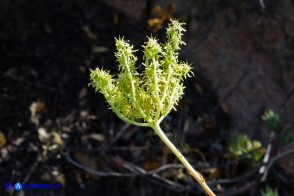 Petrosedum sediforme subsp. sediforme (Borracina di Nizza)
