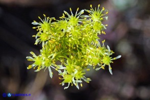 Petrosedum sediforme subsp. sediforme (Borracina di Nizza)