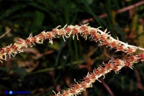 Petrosedum sediforme subsp. sediforme (Borracina di Nizza): i follicoli maturi