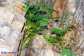 Petroselinum crispum (Prezzemolo comune selvatico)
