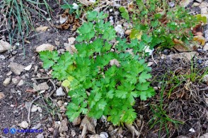 Petroselinum crispum (Prezzemolo comune selvatico)