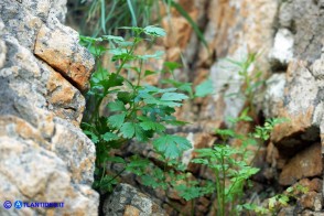 Petroselinum crispum (Prezzemolo comune selvatico)