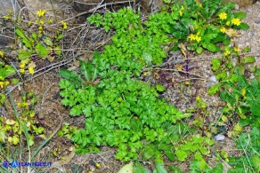 Petroselinum crispum (Prezzemolo comune selvatico)