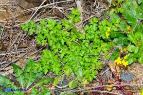 Petroselinum crispum (Prezzemolo comune selvatico)