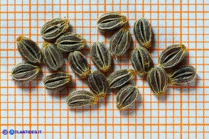 Petroselinum crispum (Prezzemolo comune selvatico): i semi