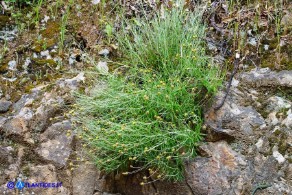 Phagnalon saxatile (Scuderi a foglie strette)