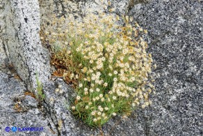 Phagnalon saxatile (Scuderi a foglie strette)