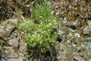 Phagnalon saxatile (Scuderi a foglie strette)