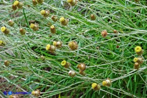 Phagnalon saxatile (Scuderi a foglie strette)
