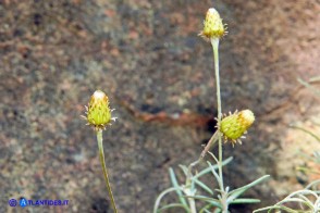 Phagnalon saxatile (Scuderi a foglie strette)