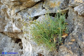 Phagnalon sordidum (Scuderi tricefalo)