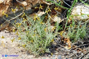 Phagnalon sordidum (Scuderi tricefalo)