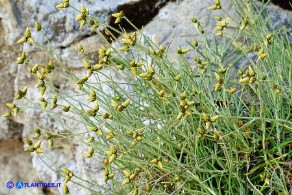 Phagnalon sordidum (Scuderi tricefalo)