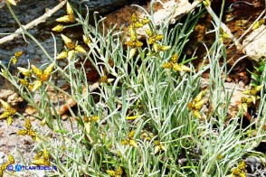 Phagnalon sordidum (Scuderi tricefalo)
