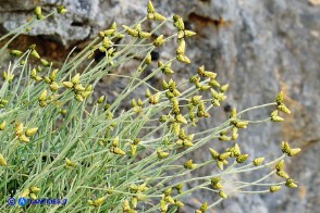 Phagnalon sordidum (Scuderi tricefalo)