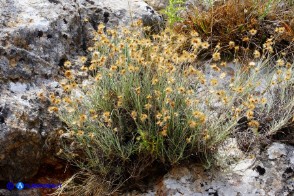 Phagnalon sordidum (Scuderi tricefalo)