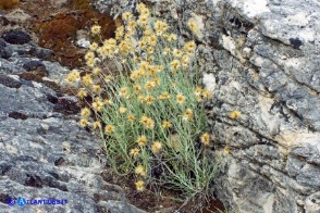 Phagnalon sordidum (Scuderi tricefalo)