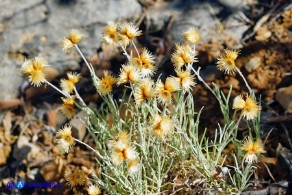 Phagnalon sordidum (Scuderi tricefalo)