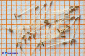Phagnalon sordidum (Scuderi tricefalo): gli acheni con il pappo (cipsele)