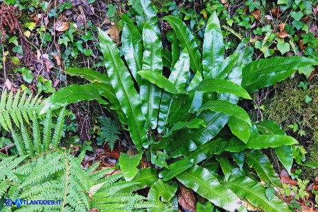 Phyllitis scolopendrium (Lingua cervina)