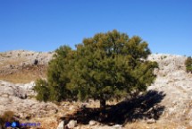 Acero trilobo (Acer monspessulanus)