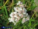 Vai al capitolo ACHILLEA MILLEFOLIUM Go to section ACHILLEA MILLEFOLIUM