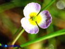 Vai al capitolo BALDELLIA RANUNCULOIDES Go to section BALDELLIA RANUNCULOIDES