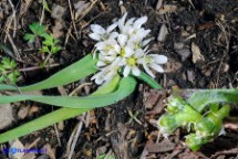Aglio minuscolo (Allium chamaemoly): foglie, fiori e frutti