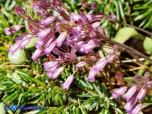 Vai al capitolo ALLIUM PARCIFLORUM  Go to section ALLIUM PARCIFLORUM