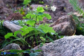 Aquilegia barbaricina