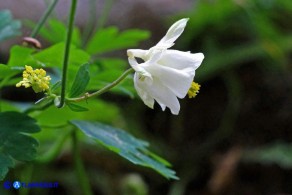 Aquilegia barbaricina