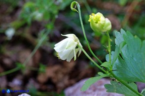 Aquilegia barbaricina