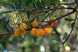 Corbezzolo con fiori e frutti (Arbutus unedo)